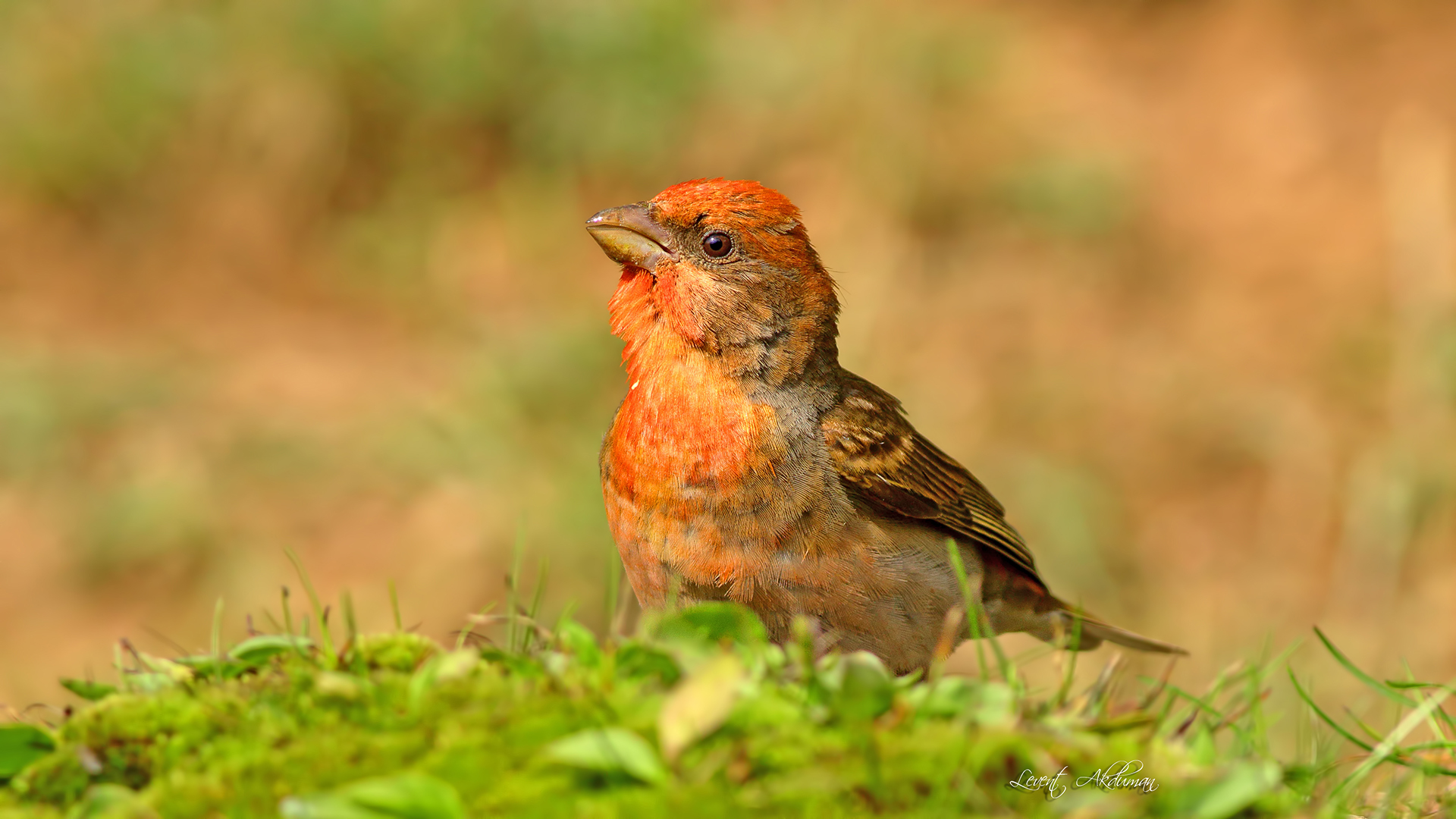 Common Rosefinch